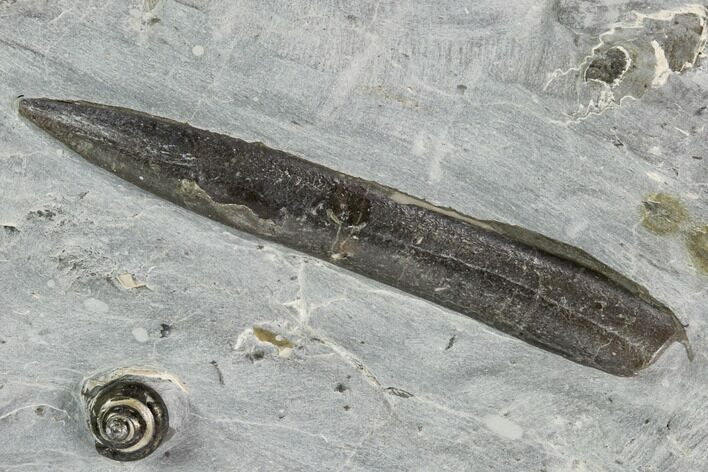 Fossil Belemnite & Gastropod in Rock - Germany #125433